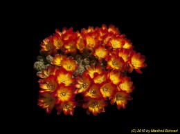 Sulcorebutia tarabucoensis v. callecallensis L389 485